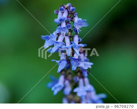 自生するヒキオコシ(ヤマハッカ)の花 自生するヒキオコシ(ヤマハッカ)の花 96708270