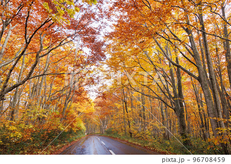 紅葉最盛期の南八甲田周遊路（青森県） 96708459