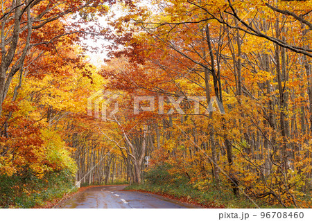 紅葉最盛期の南八甲田周遊路（青森県） 96708460