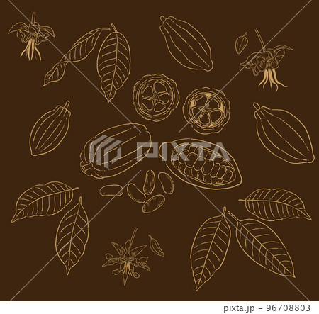 カカオ豆の線画イラスト素材 カカオ豆の線画イラスト素材 96708803