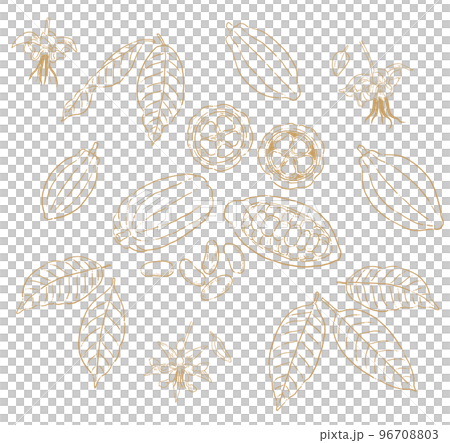 カカオ豆の線画イラスト素材 カカオ豆の線画イラスト素材 96708803
