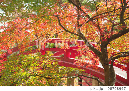 静岡県森町 紅葉の大洞院境内にて 静岡県森町 紅葉の大洞院境内にて 96708947