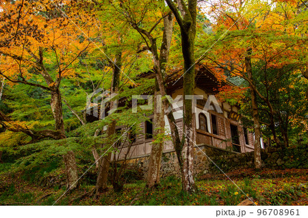 静岡県森町　紅葉の大洞院境内にて 96708961