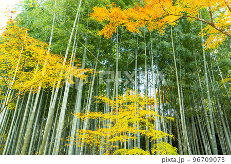 紅葉と応挙竹林 紅葉と応挙竹林 96709073