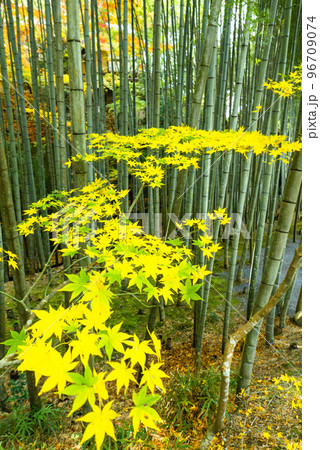 黄葉と竹林（縦） 96709074
