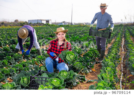 Smiling young female farmer harvesting savoy cabbage Smiling young female farmer harvesting savoy cabbage 96709114
