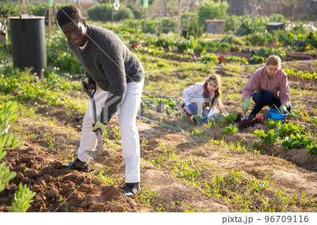 African american man works in a kitchen garden, digging the ground with a shovel African american man works in a kitchen garden, digging the ground with a shovel 96709116