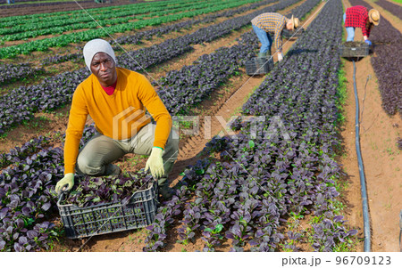 Focused male farmer picking komatsuna leaf greens Focused male farmer picking komatsuna leaf greens 96709123