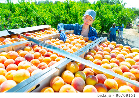 Woman packing peaches in warehouse 96709151