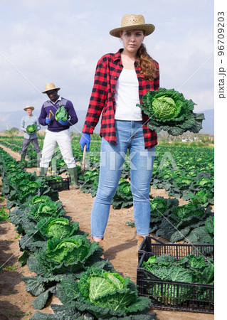 Young woman harvesting savoy cabbage on farm plantation Young woman harvesting savoy cabbage on farm plantation 96709203