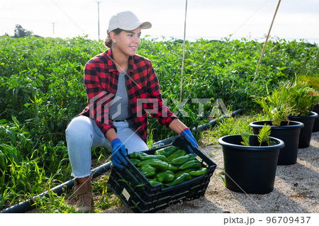 Woman demonstrates box with crop of ripe bell peppers in farmer field Woman demonstrates box with crop of ripe bell peppers in farmer field 96709437