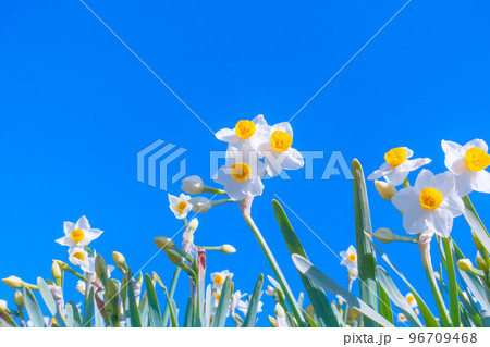 ニホンスイセンの花 96709468