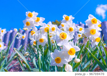 ニホンスイセンの花 96709470