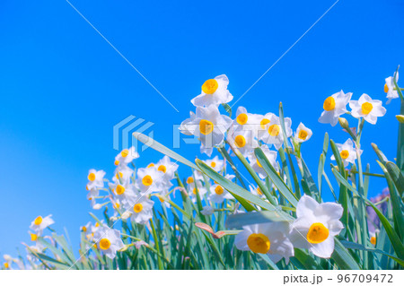 ニホンスイセンの花 96709472