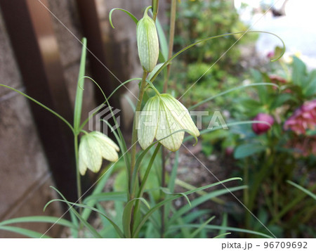 アミガサユリ 貝母 植物 春 花 葉 アミガサユリ 貝母 植物 春 花 葉 96709692