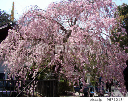 枝垂れ桜 枝垂れ桜 96710184