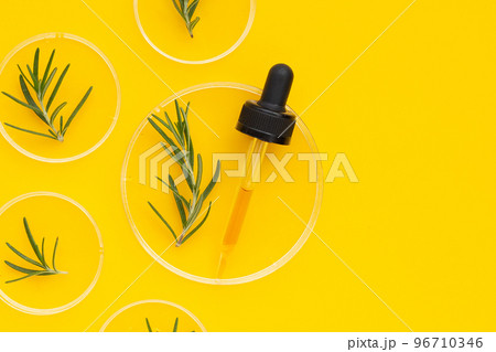 Rosemary leaves with essential oil in petri dishes on yellow background. Rosemary leaves with essential oil in petri dishes on yellow background. 96710346