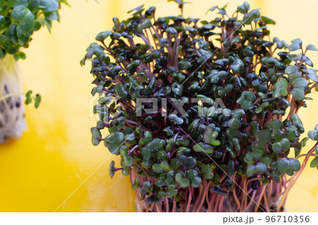 Red cabbage sprouts on yellow background. Red cabbage sprouts on yellow background. 96710356