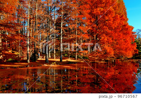 神代植物公園のメタセコイア並木の紅葉 96710567