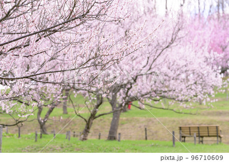 見頃を迎えた札幌市の平岡公園にある梅林 96710609