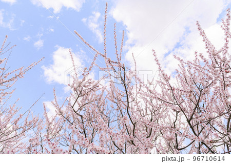 梅の花と青空 96710614