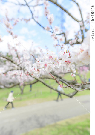 梅の花（白梅）のクローズアップ 96710616