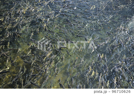 遡上するたくさんの鮭（疑似空撮） 96710626