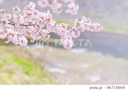 満開の桜（フレア表現 シネマティック動画との同時撮影） 96710669