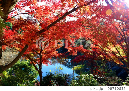 きれいな紅葉　秋の公園　みかもやま 96710833