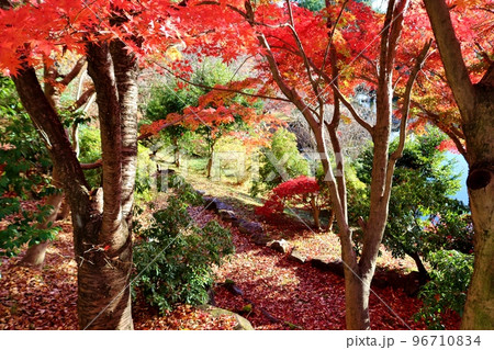 きれいな紅葉　秋の公園　みかもやま 96710834