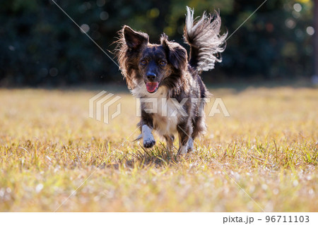 芝の上を歩くチワックスの犬 96711103