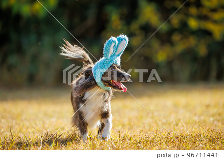 緑の中でうさぎの帽子をかぶったチワックスの犬 96711441