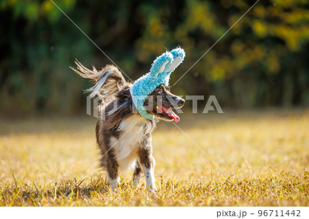 緑の中でうさぎの帽子をかぶったチワックスの犬 96711442
