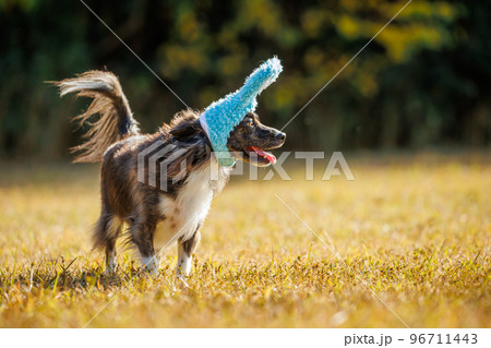 緑の中でうさぎの帽子をかぶったチワックスの犬 96711443