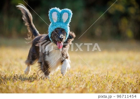 緑の中でうさぎの帽子をかぶったチワックスの犬 96711454