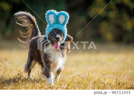 緑の中でうさぎの帽子をかぶったチワックスの犬 96711455