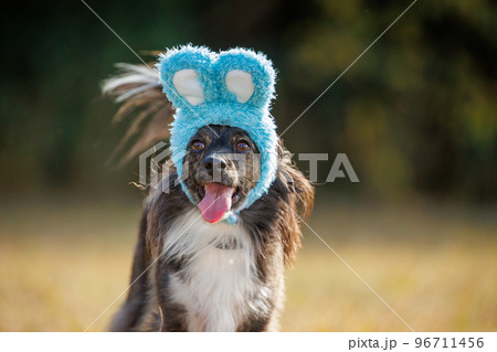 緑の中でうさぎの帽子をかぶったチワックスの犬 96711456