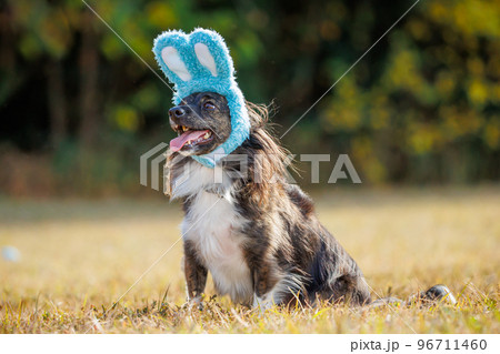 緑の中でうさぎの帽子をかぶったチワックスの犬 96711460