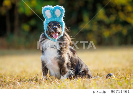 緑の中でうさぎの帽子をかぶったチワックスの犬 96711461