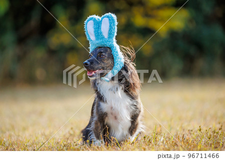 緑の中でうさぎの帽子をかぶったチワックスの犬 96711466