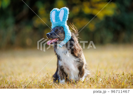 緑の中でうさぎの帽子をかぶったチワックスの犬 緑の中でうさぎの帽子をかぶったチワックスの犬 96711467