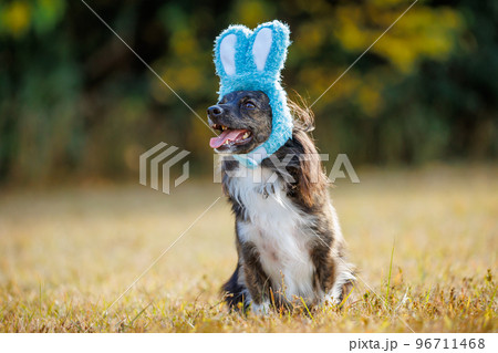 緑の中でうさぎの帽子をかぶったチワックスの犬 緑の中でうさぎの帽子をかぶったチワックスの犬 96711468
