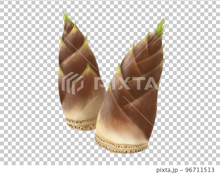 二本重なるたけのこのリアルな水彩イラスト 二本重なるたけのこのリアルな水彩イラスト 96711513