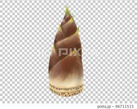 Realistic watercolor illustration of bamboo shoots 96711515