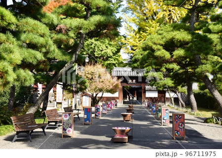 足利市 足利学校の学校門と松並木と花手水 足利市 足利学校の学校門と松並木と花手水 96711975
