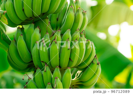 Closeup bunch of raw green cultivated bananas in the banana garden. Cultivated banana plantation. Tropical fruit farm. Herbal plant for treating diarrhea and gastritis. Agriculture farm. Organic food. 96712089