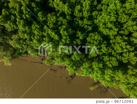 Green mangrove forest with morning sunlight. Mangrove ecosystem. Natural carbon sinks. Mangroves capture CO2 from the atmosphere. Blue carbon ecosystems. Mangroves absorb carbon dioxide emissions. Green mangrove forest with morning sunlight. Mangrove ecosystem. Natural carbon sinks. Mangroves capture CO2 from the atmosphere. Blue carbon ecosystems. Mangroves absorb carbon dioxide emissions. 96712091