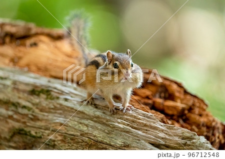 倒木お上で立ち止まる頬袋を膨らませたエゾシマリス 96712548