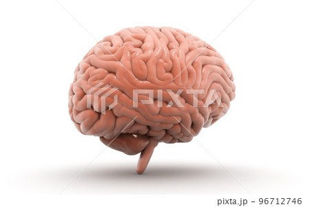 3d rendered human brain in white background 3d rendered human brain in white background 96712746