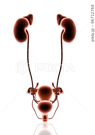 3d rendered Digital illustration of Female Urinary System in white background 3d rendered Digital illustration of Female Urinary System in white background 96712768